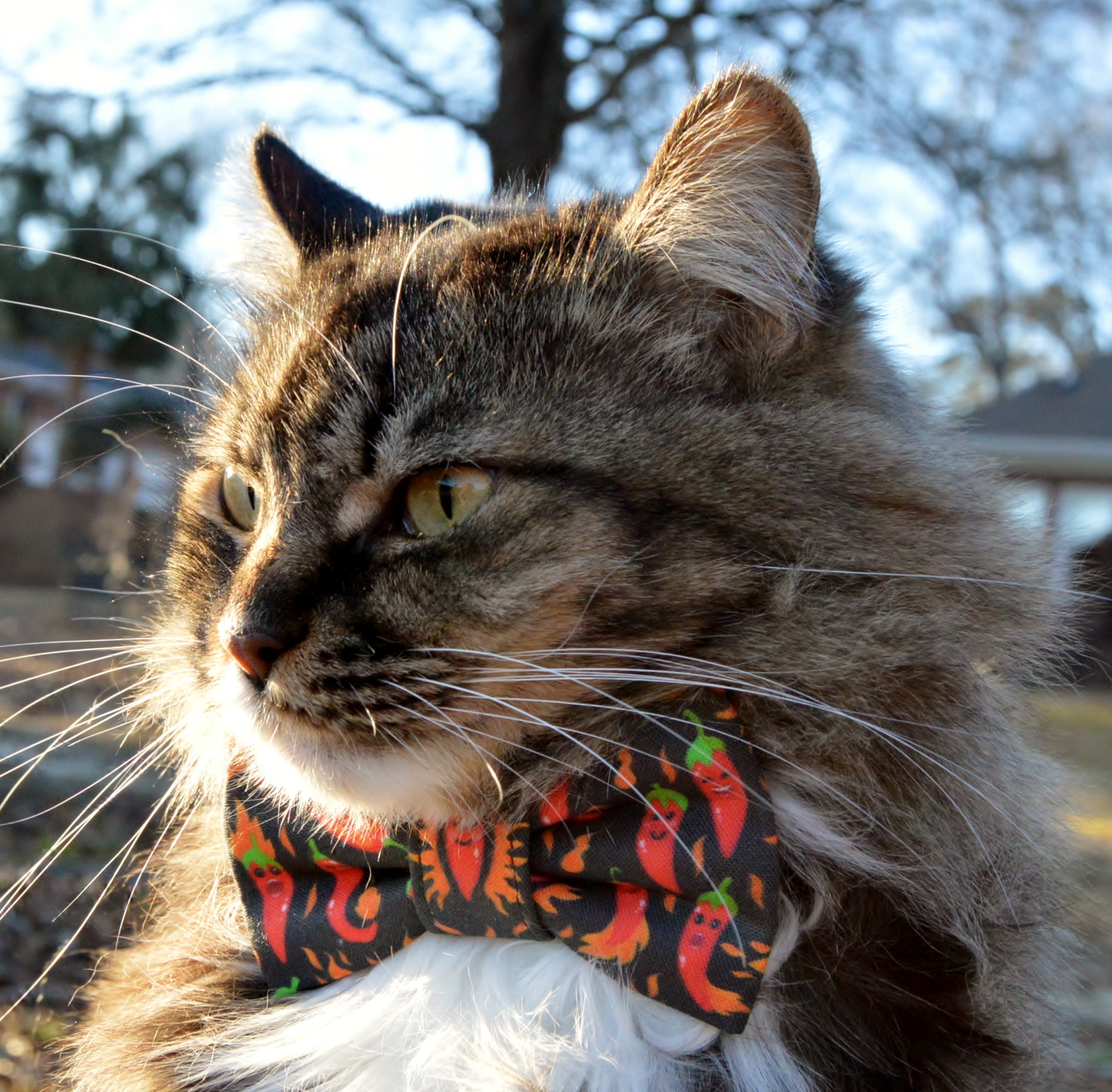 Red Hot Chili Pepper Bow Tie Collar for Cat Cinco De Mayo Cat Etsy