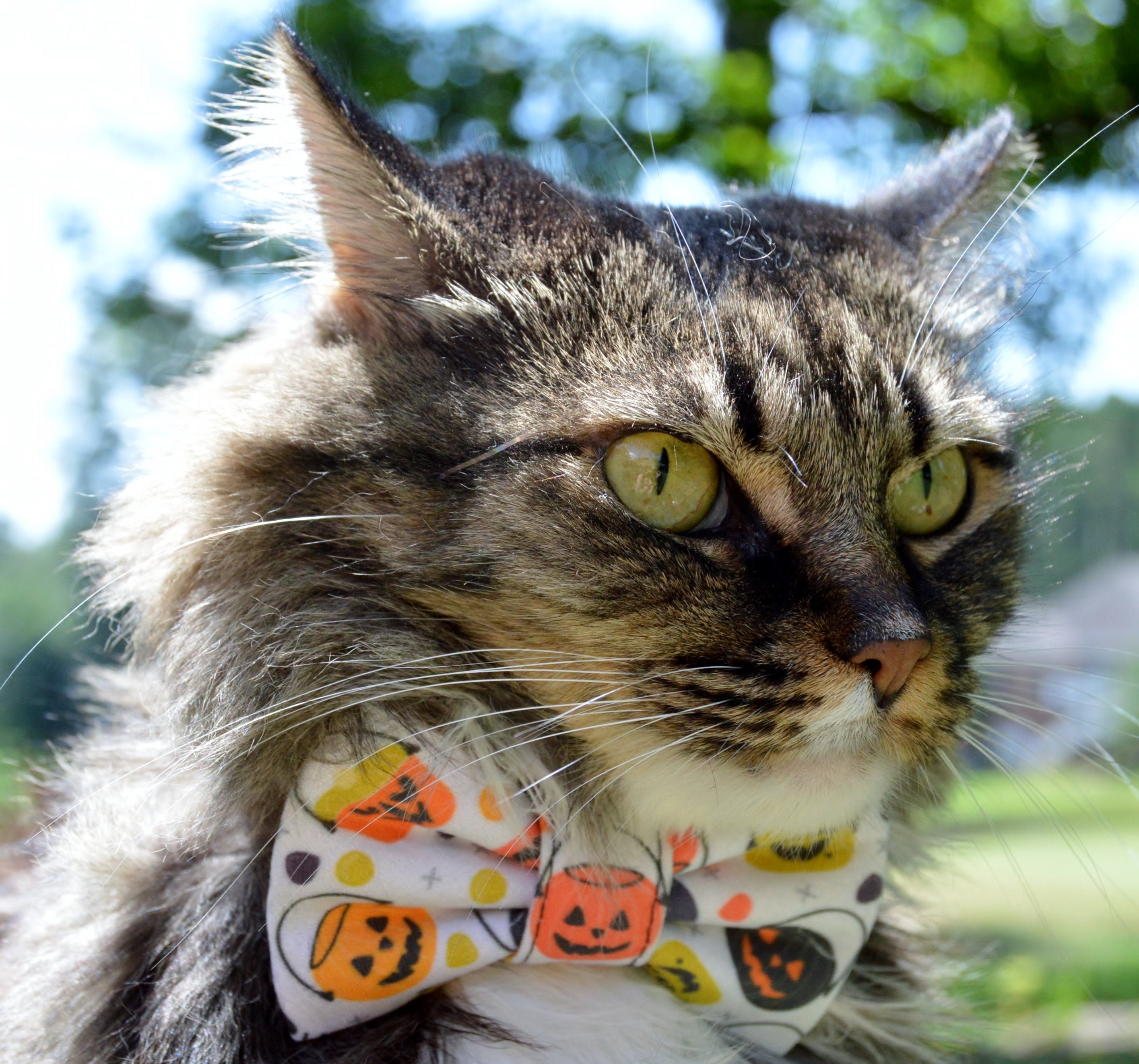 Jack O Lantern Halloween Cat Collar Halloween Bow Tie for Etsy UK