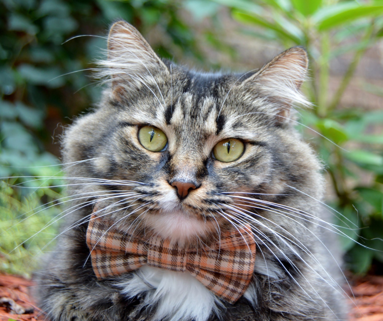 Nœud Papillon Pour Chat Plaid d'automne, Collier Plaid, Nœud Plaid Thanksgiving, Orange, de Vacances