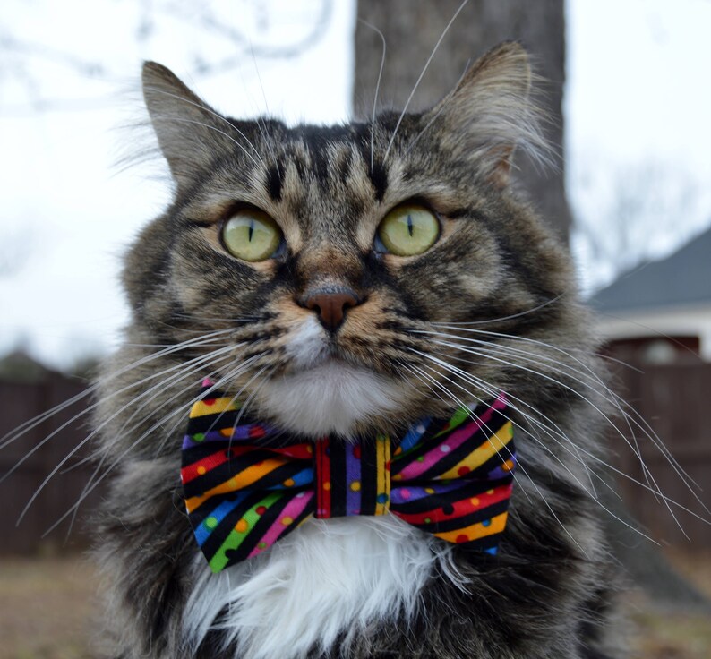 Cat Bow Tie Collar Celebration Cat Collar Birthday Cat Etsy Canada