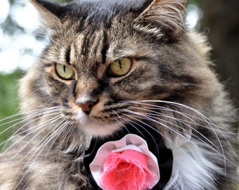 Tuxedo cat flower collar for girl, black and white cat flower, girly tuxedo cat collar flower for wedding, wedding cat flower collar, tuxedo