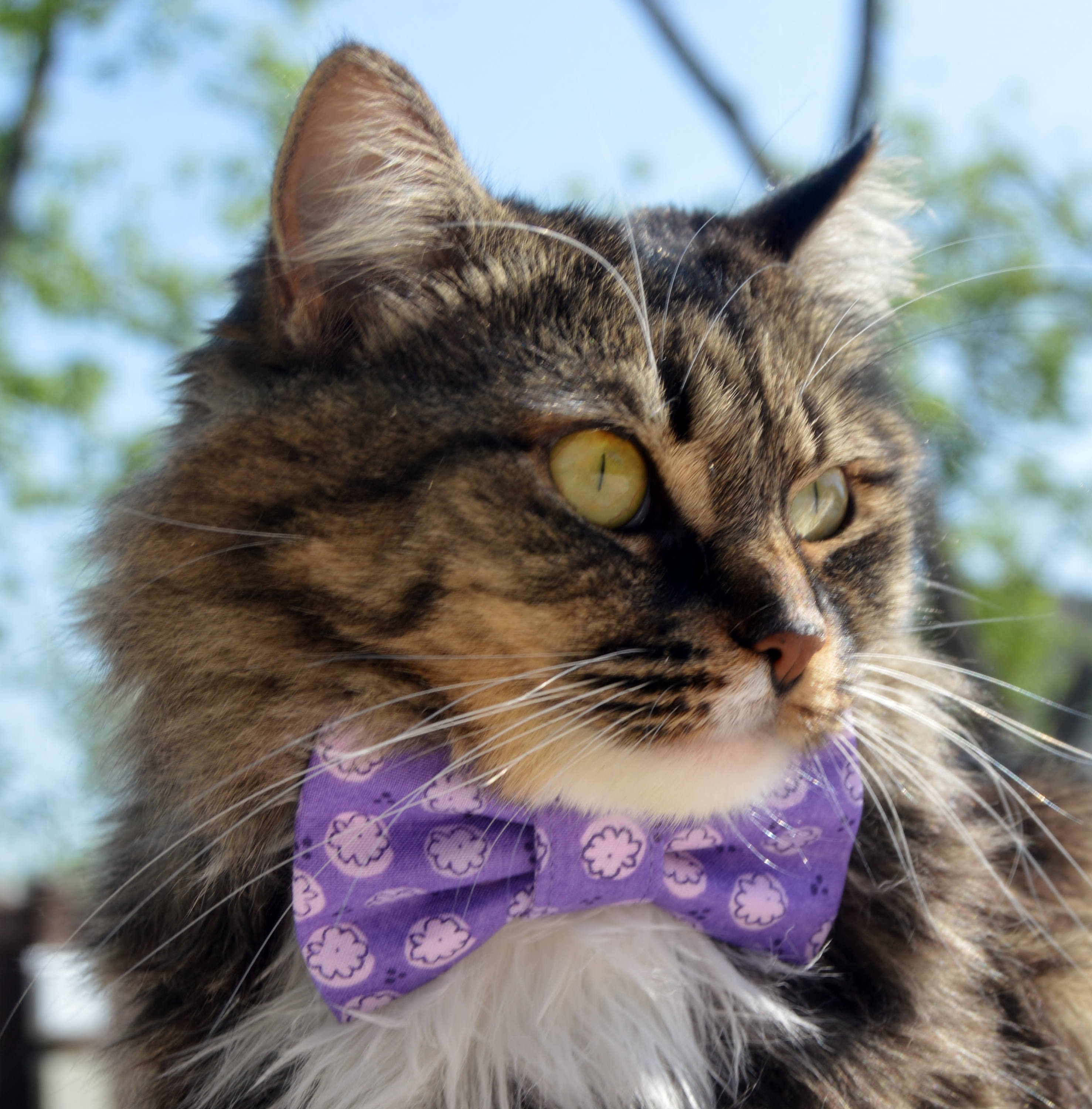 Flower cat cheap collar