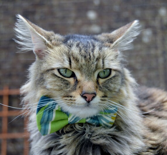 etsy cat tie