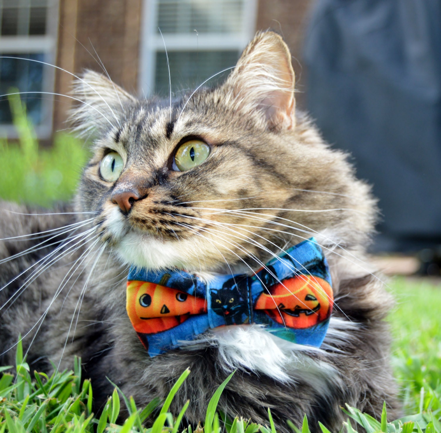 Pumpkin Halloween cat collar Halloween cat bow tie Halloween Etsy