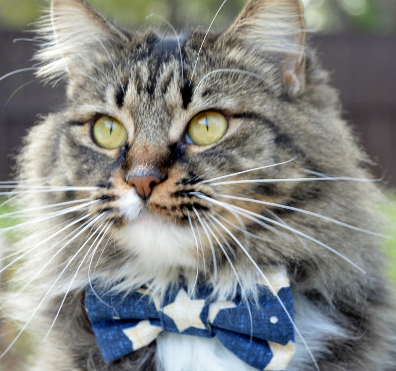 Patriotic cat bow tie collar kitten bow tie collar Patriotic Etsy