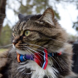 Cinco de Mayo cat collar and bow, Cinco de mayo, Cinco de Mayo cat bow tie collar, fiesta Cat Collar with bow tie, Cat collar Cinco de Mayo image 4