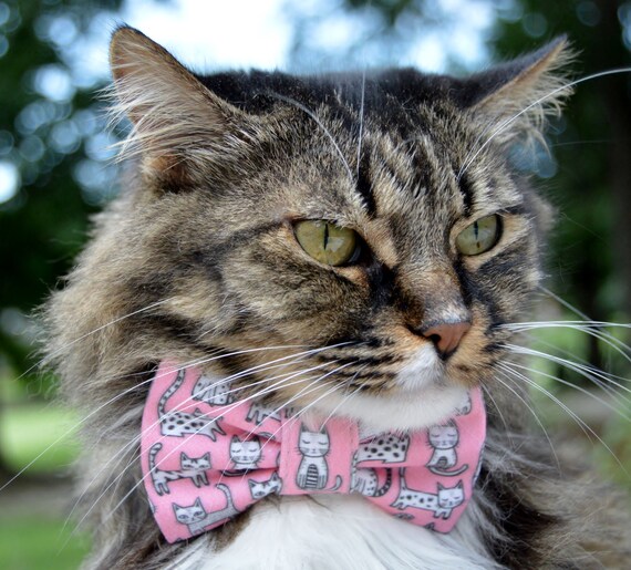 Bow cats cheap