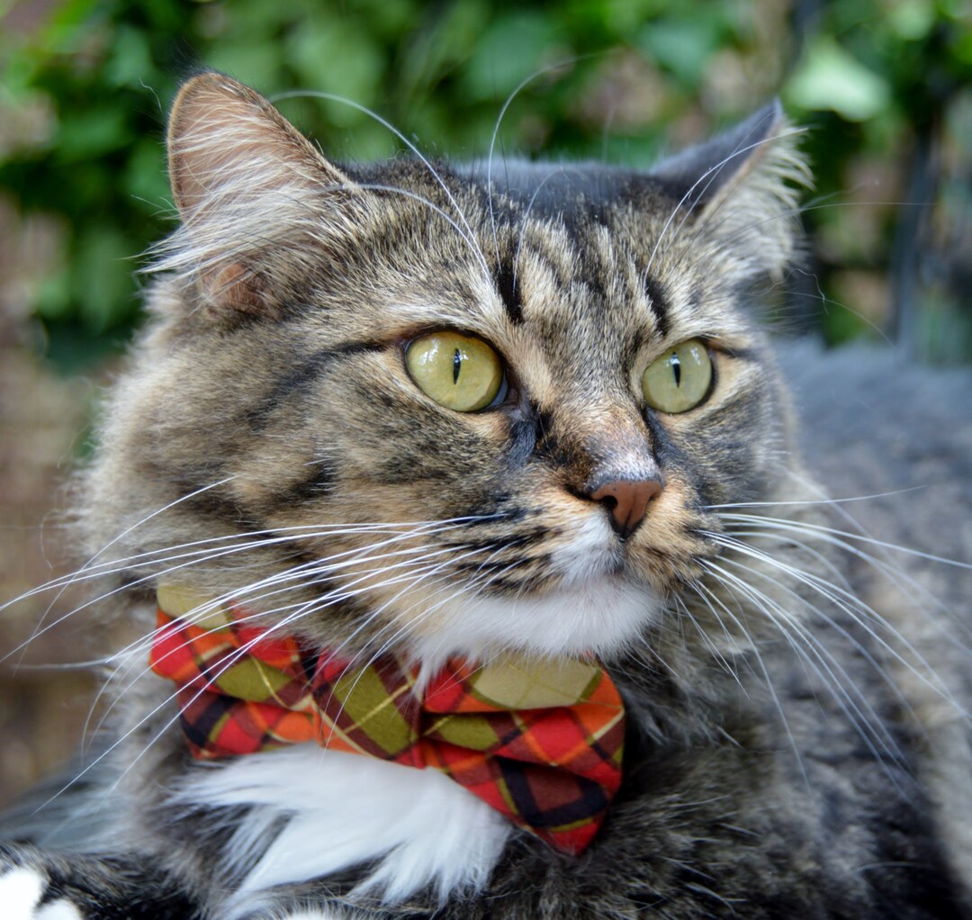 Plaid Cat Bow Tie, Plaid Cat Collar, Cat Bow Tie, Kitten Collar, Kitten