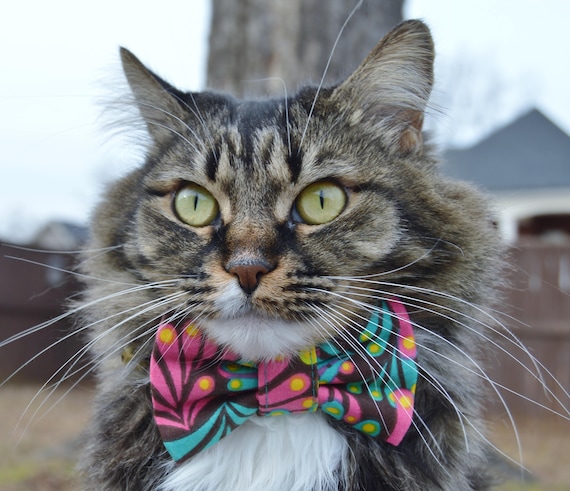 Brown Designer Cat Collar Breakaway - Bow tie Removable Kitten