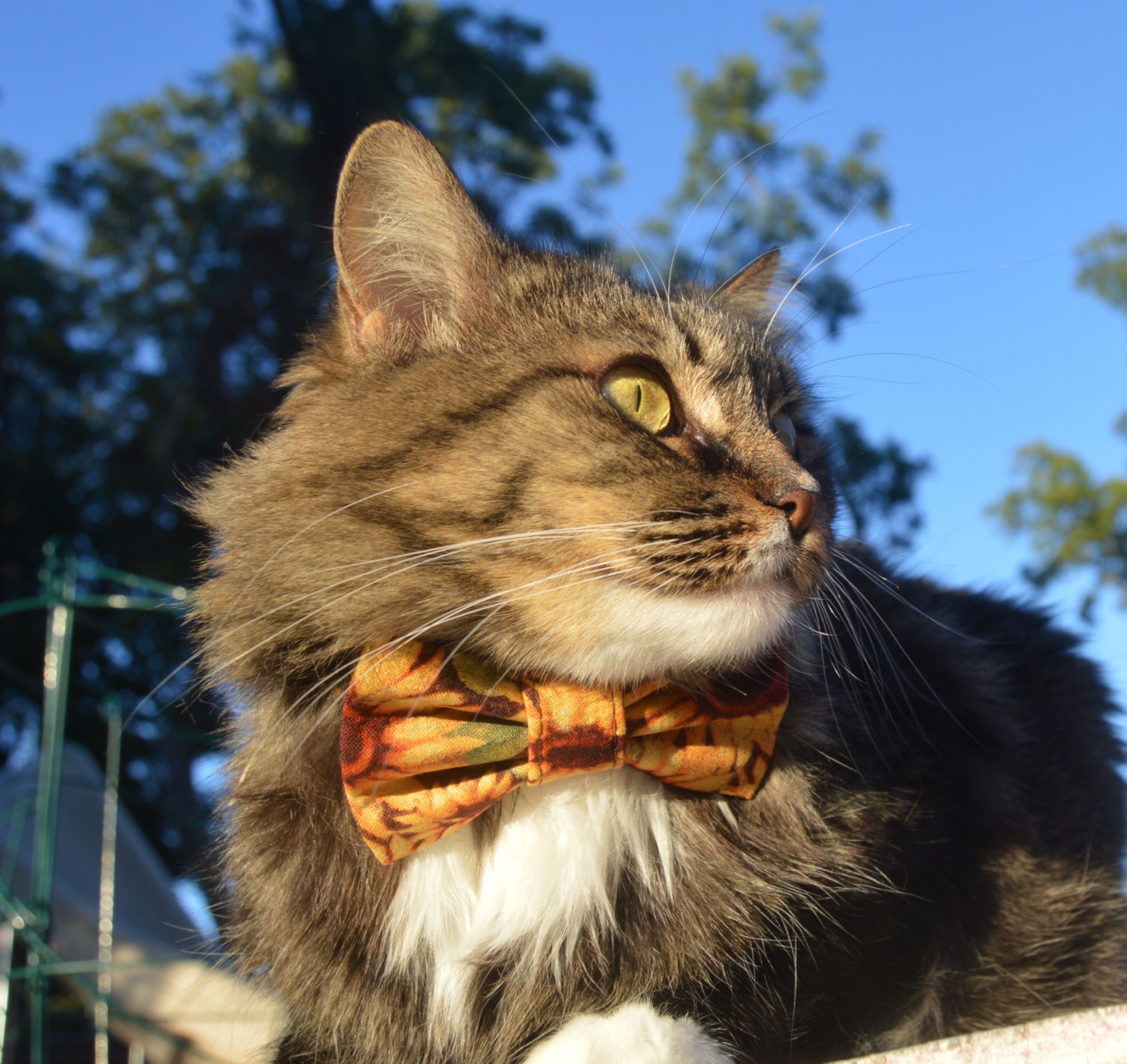 sunflower cat collar