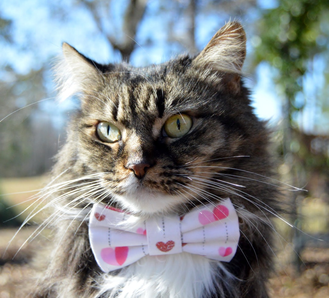 Valentines Cat Collar With Bow Tie Valentines Day Cat Collar Etsy