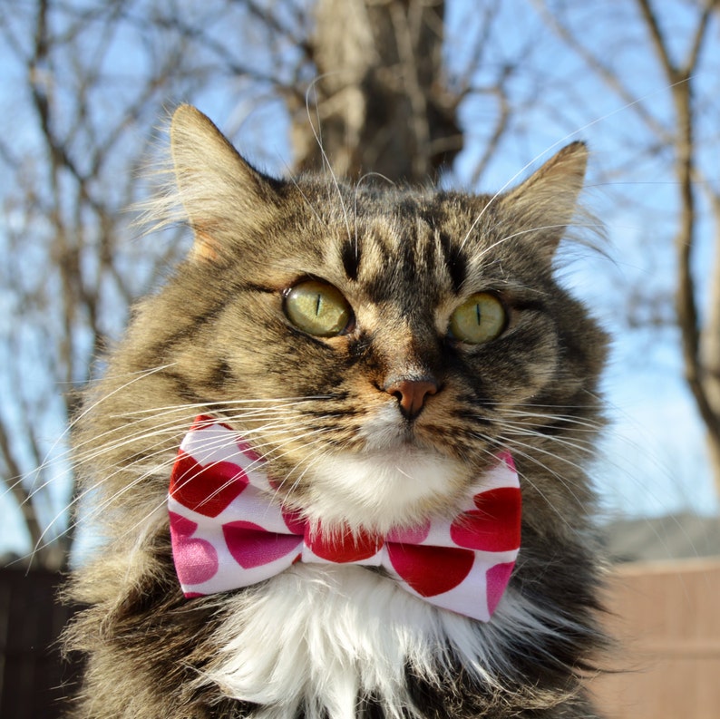 Heart Valentines Cat Collar With Bow Tie Valentines Day Cat Etsy