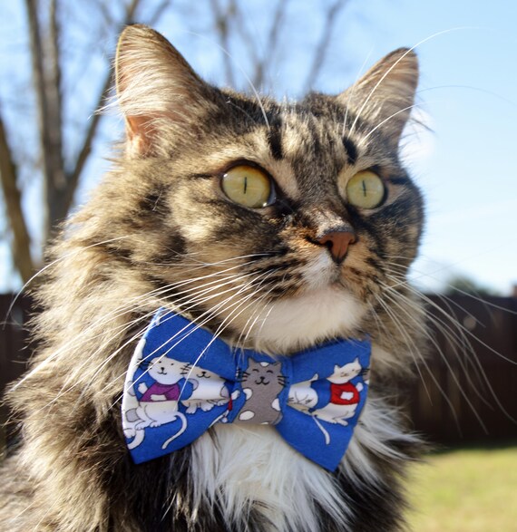 Fabric top cat collar