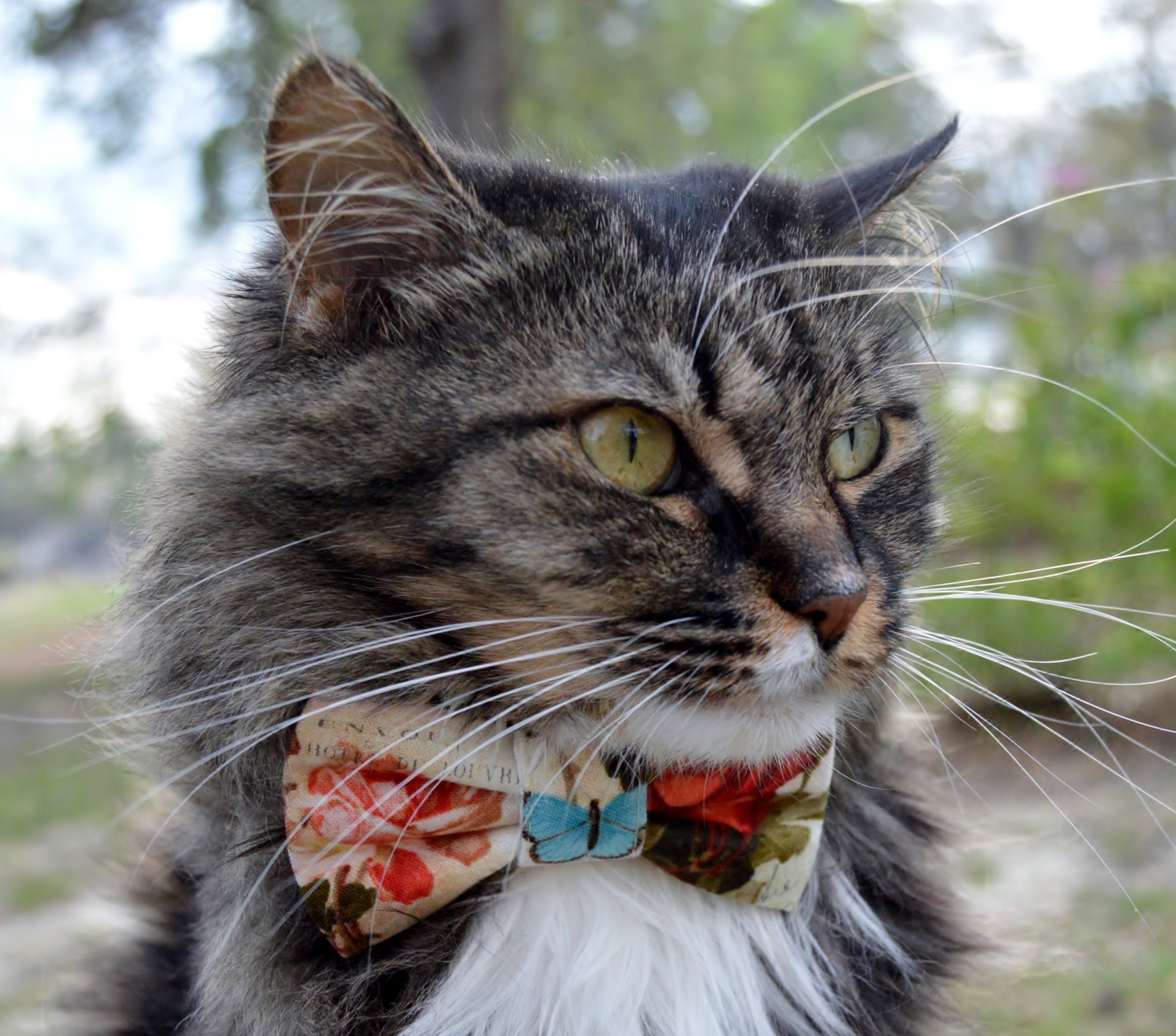 Brown Designer Cat Collar Breakaway - Bow tie Removable Kitten
