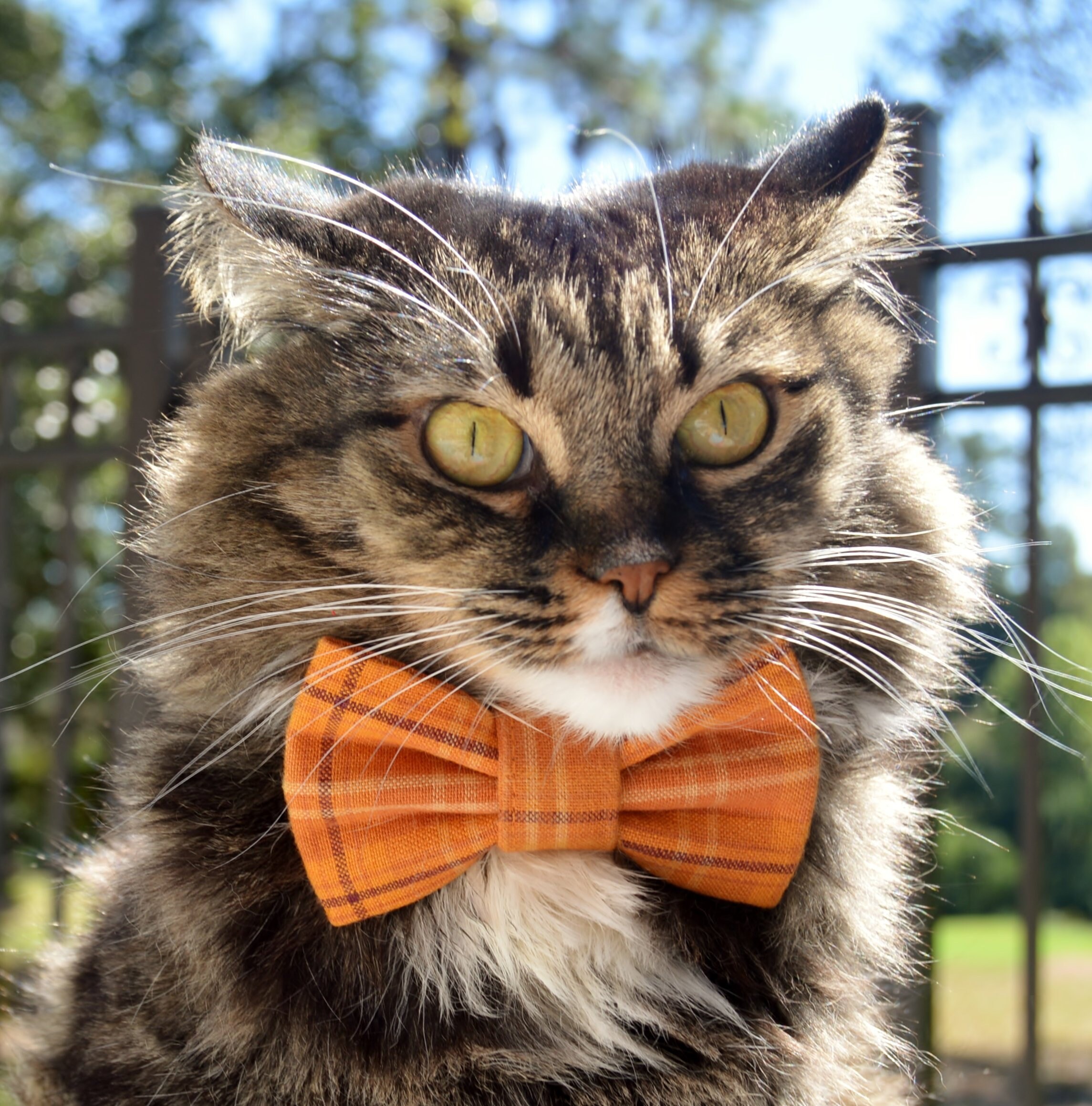 Fall plaid cat bow tie with matching collar Thansgiving cat Etsy