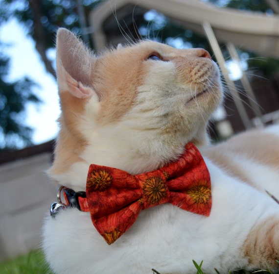 Etsy cat sale collar bow tie