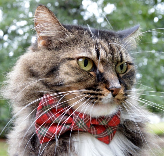 Plaid cat collar cheap