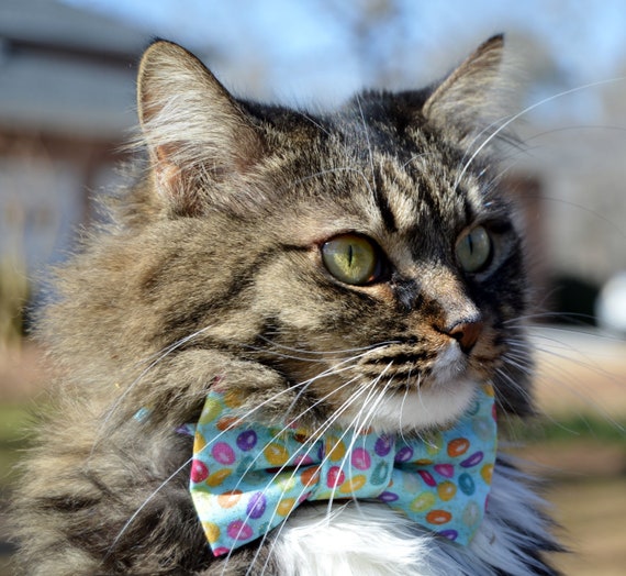 Jellybean Noeud Papillon De Paques Pour Le Chat Collier De Etsy