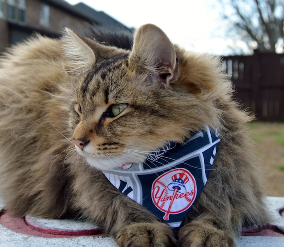 yankees cat collar