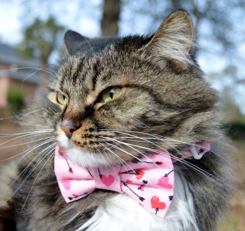 Pink Valentines Day cat bow tie collar Valentines Day bow Etsy