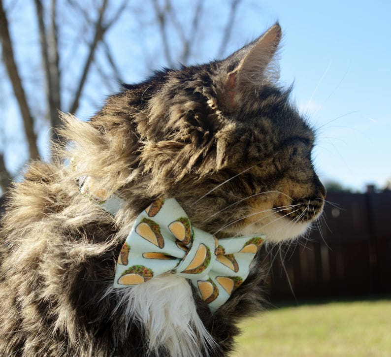 Taco Cat Collar Breakaway Cat Collar Quick Release Buckle Etsy