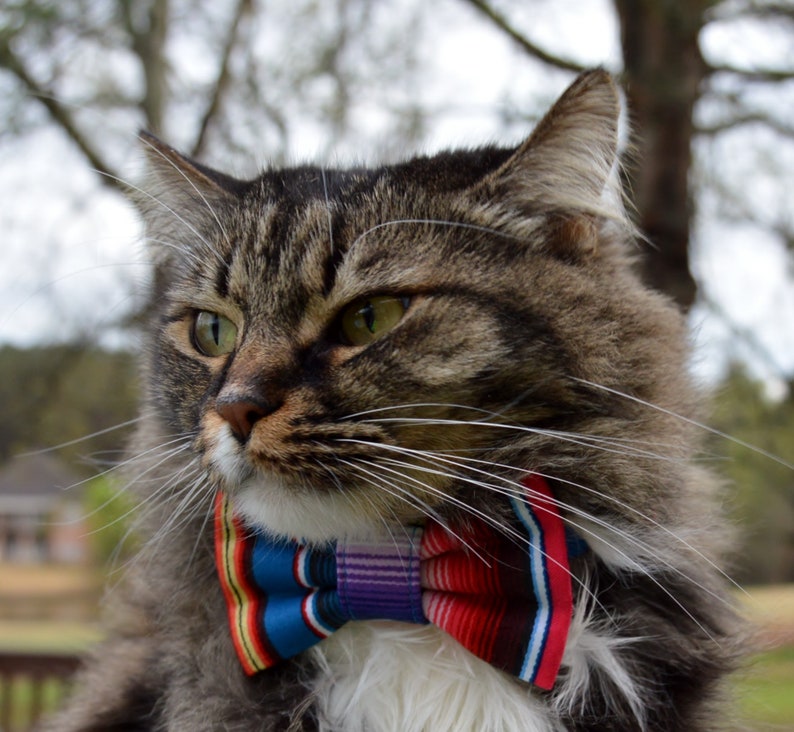 Cinco de Mayo cat collar and bow, Cinco de mayo, Cinco de Mayo cat bow tie collar, fiesta Cat Collar with bow tie, Cat collar Cinco de Mayo image 1