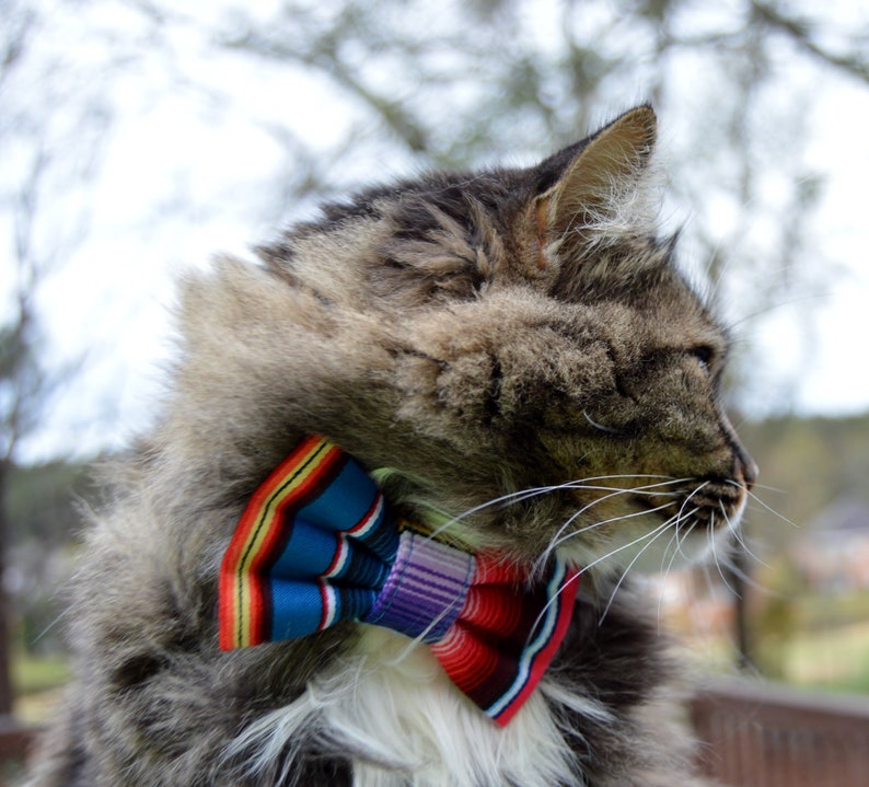 Cinco de Mayo cat collar and bow, Cinco de mayo, Cinco de Mayo cat bow tie collar, fiesta Cat Collar with bow tie, Cat collar Cinco de Mayo image 2