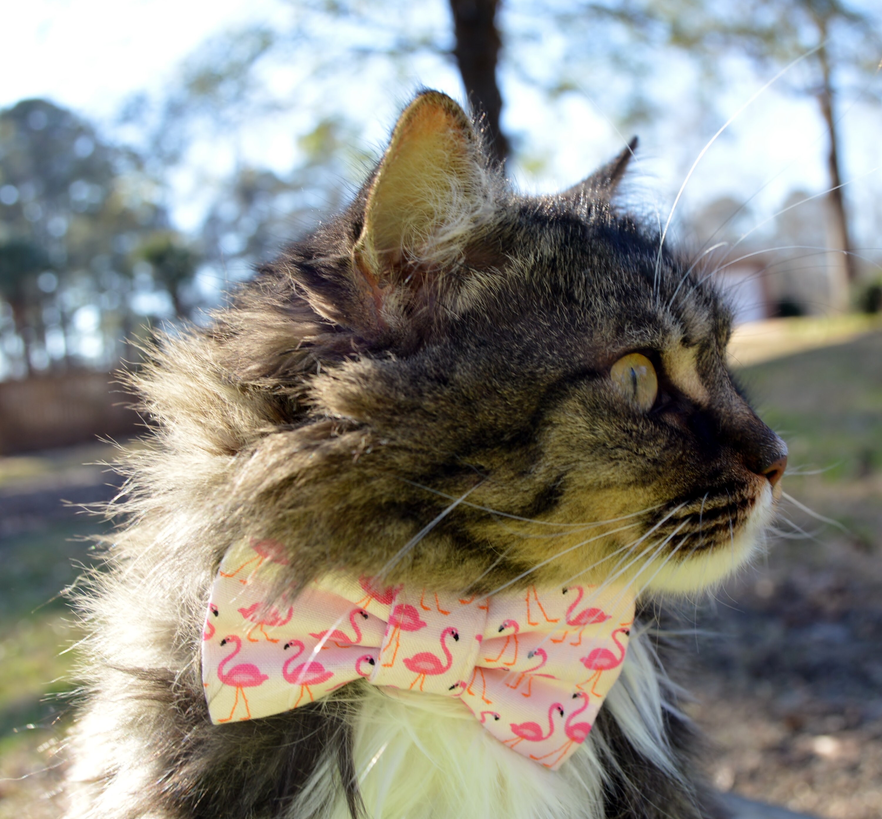 flamingo cat collar