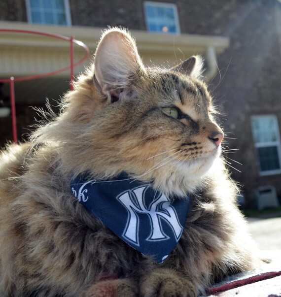 yankees cat collar