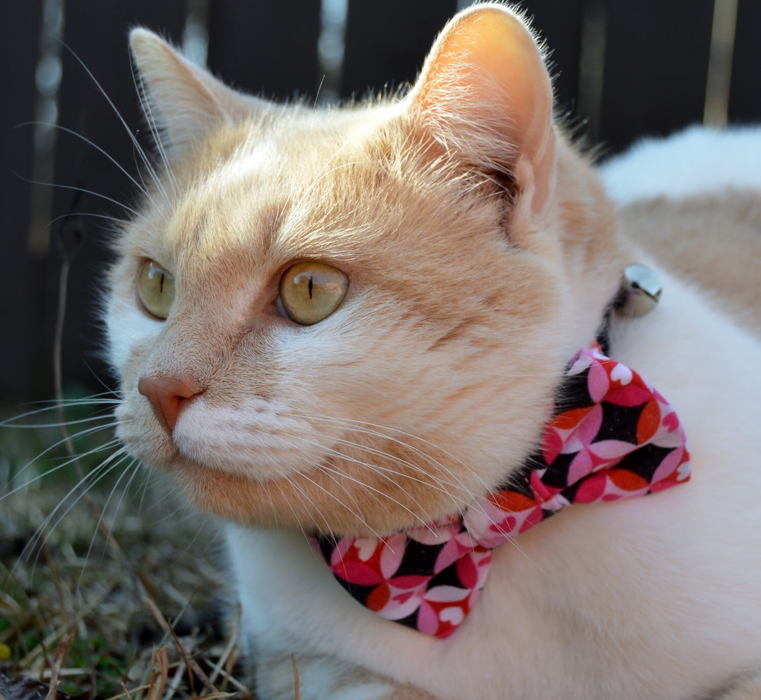 Noeud Papillon De Collier De Chat De Jour De Valentines Etsy Noeud Papillon De Collier De Chat De Jour De Valentines Etsy