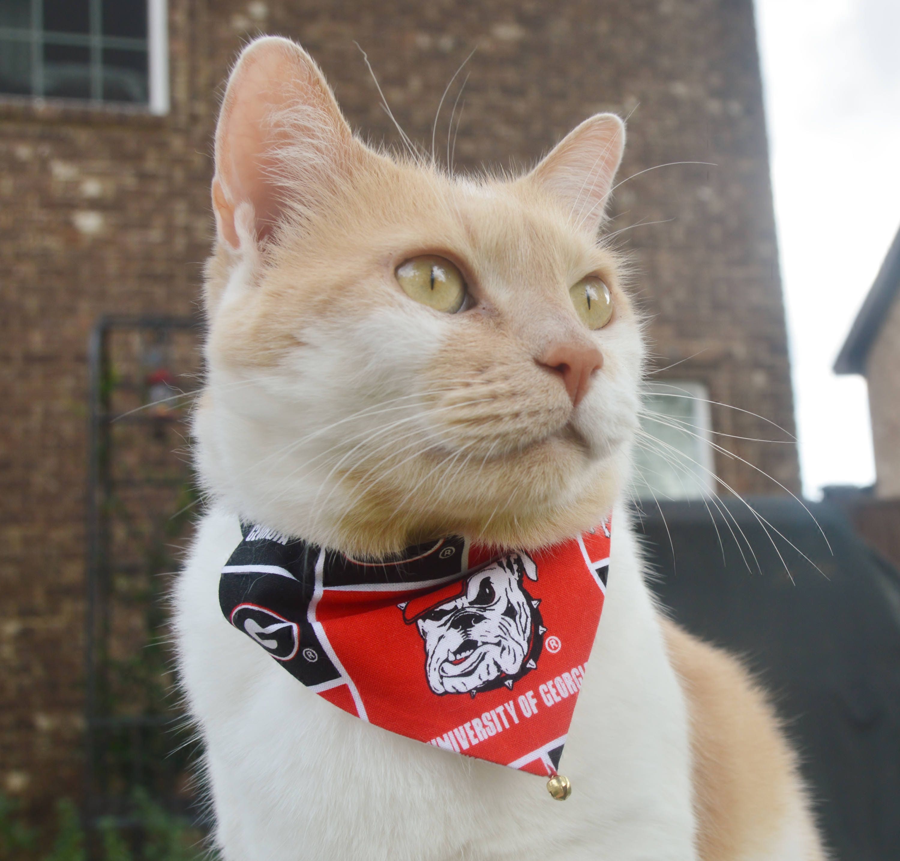 One Bulldog reversible cat bandana UGA dawgs Etsy