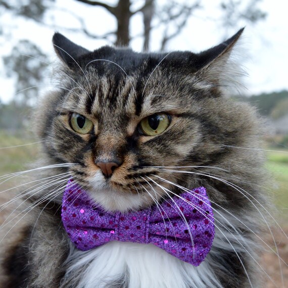 Etsy cat tie outlet