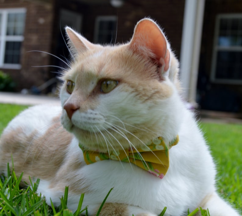 Yellow Tropical Cat Bow Tie Hawaiian Cat Bow Tie Summer Cat Etsy