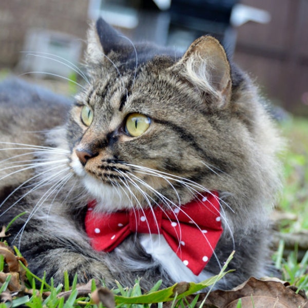 Pajarita de gato de lunares rojos, pajarita de gato roja, collar de gato rojo, pajarita de gatito, collar de gatito, traje de gato de ocasión especial, corbata de gato,