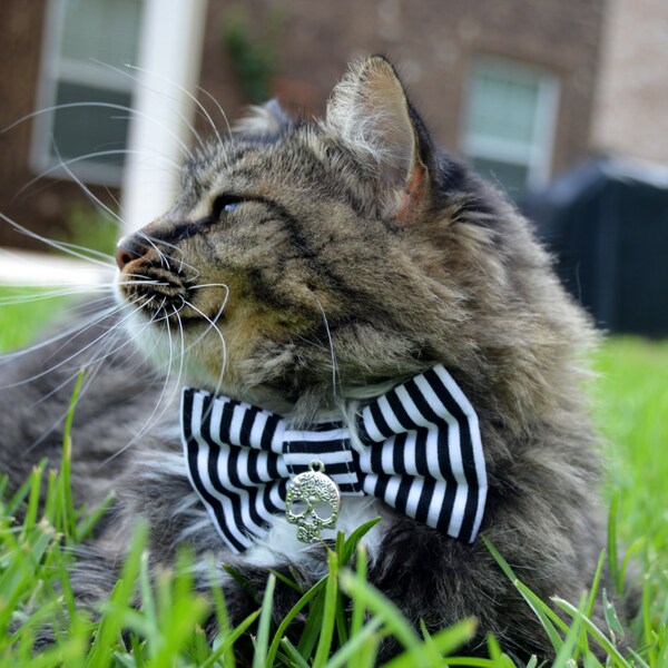 Costume for Cat Etsy