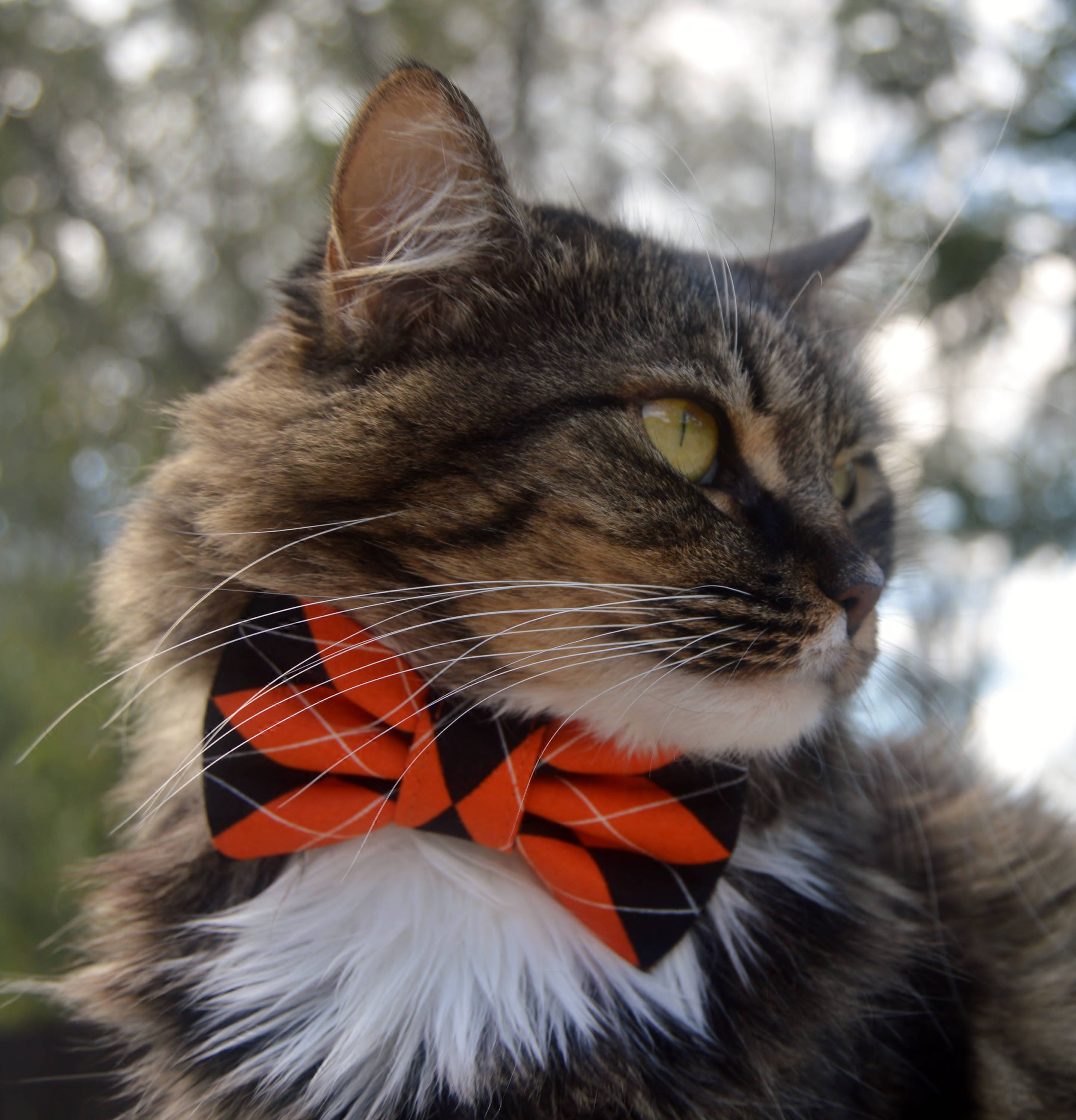 diamond kitten collar