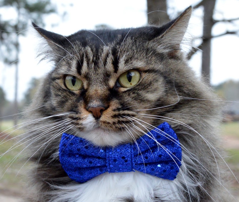 blue cat bow tie cat collar with sequins fancy cat bow tie sparkle cat collar blue sequin cat bow tie collar blue sequin cat collar