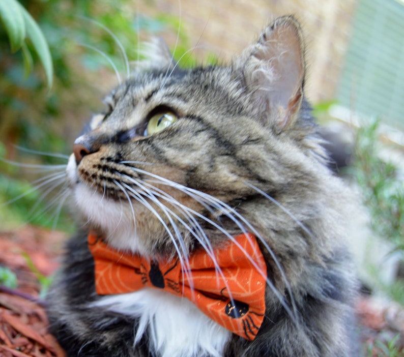 Halloween Cat Collar Halloween Cat Bow Tie Halloween Costume Etsy