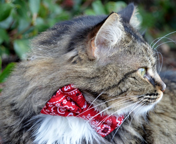 Cat Bow Tie Cat Collar Red Bandana Cat Collar Bandana Cat - Etsy UK