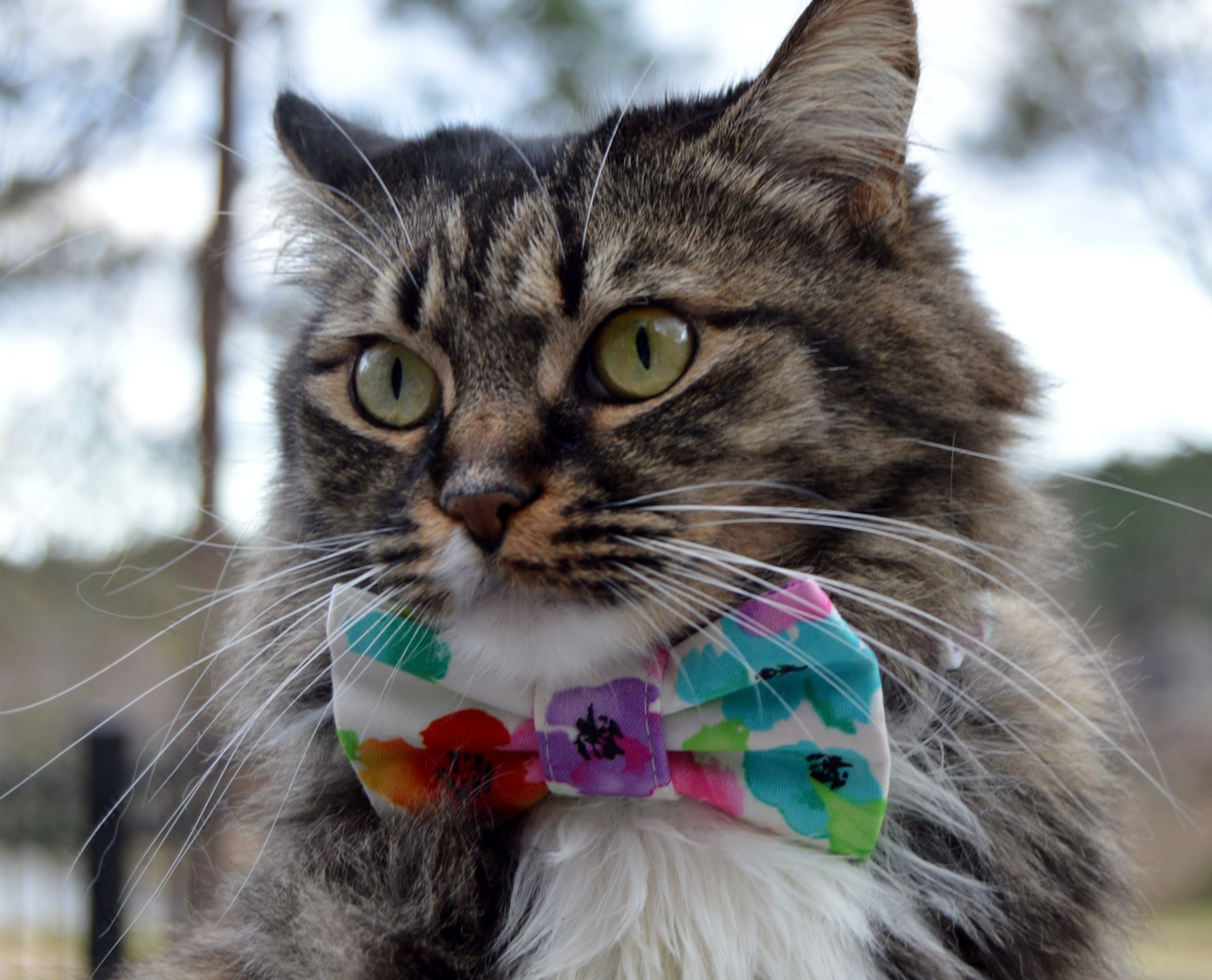 watercolor floral cat collar
