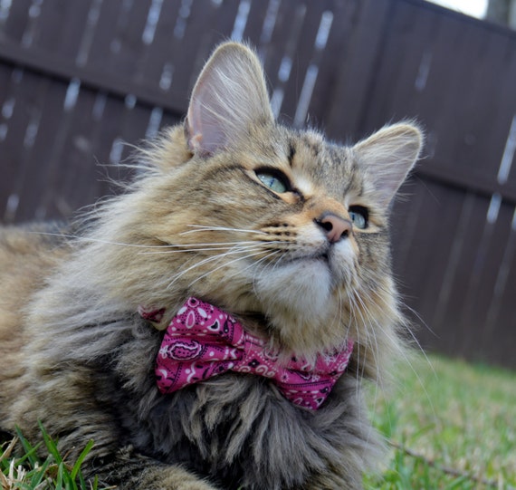 Girl top kitten collars