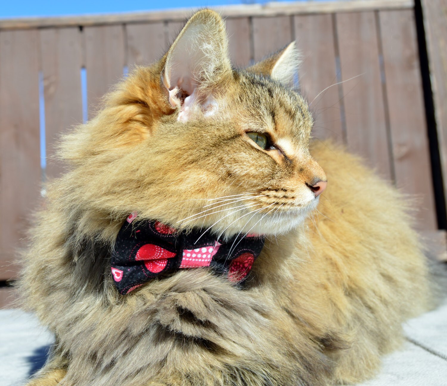 holiday cat collar