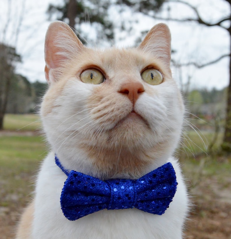 blue cat bow tie cat collar with sequins fancy cat bow tie sparkle cat collar blue sequin cat bow tie collar blue sequin cat collar