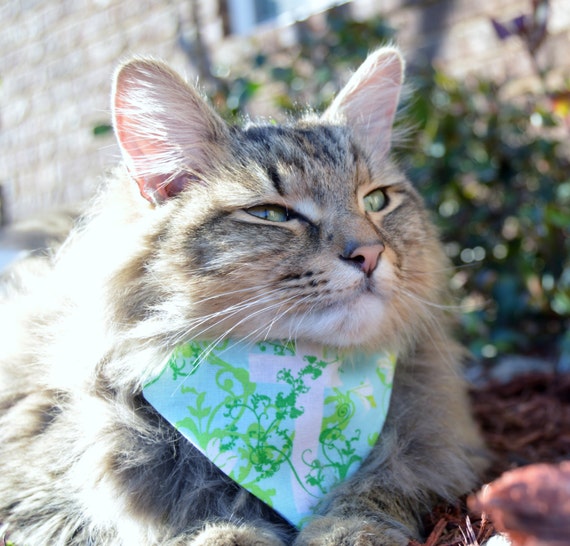 Slip pour chat new arrivals