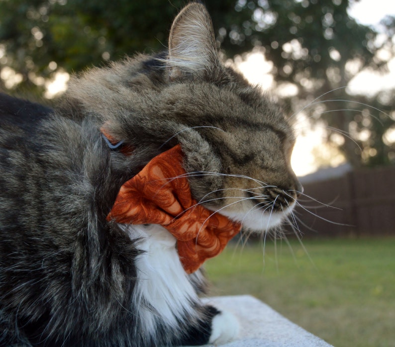 Orange Fall Harvest Cat Collar Fall Bow Tie Cat Collar Etsy