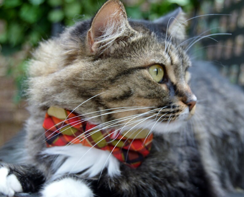 Plaid Cat Bow Tie Plaid Cat Collar Cat Bow Tie Kitten Etsy