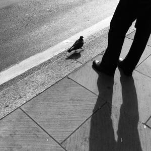 London Print, Pigeon Print, Street Photography, London Street Photography, Bird Print, Pigeon, Pigeon Art, Pigeon Wall Art, Pigeon Photo image 1