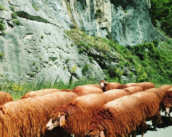 Sheep Print, Orange Sheep, Red Sheep, Kosovo Print, Rugova, Peja, Kosutane, Boge, Europe, Kosovo Photography, Mountain Range, Sheep Art