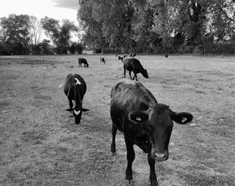 Buscot Print, England Photography, Thames Path, Black And White, Cows Print, English Countryside, Inglesham, Faringdon, Kelmscott, Livestock