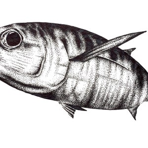 Tuna